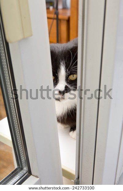 Cat Wants Climb Through Door Open Stock Image Download Now