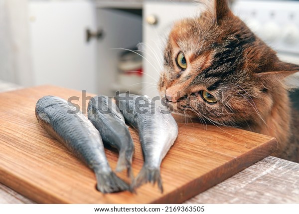 The cat wants to\
eat the fish on the table