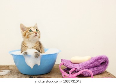 The cat is washed in a bath with water and foam. Copy space - Powered by Shutterstock