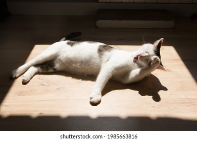 猫 顔 洗う の画像 写真素材 ベクター画像 Shutterstock