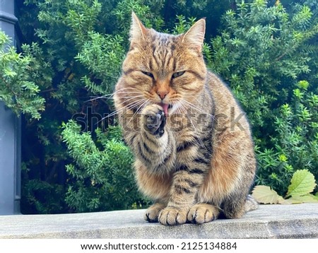 Cat washes his paw while sitting in the garden. Tabby cat licks fur and paws. Impudent cunning cat face.