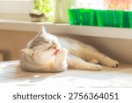 The cat washes itself on the table near the sunny window.