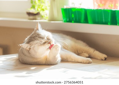 The cat washes itself on the table near the sunny window.