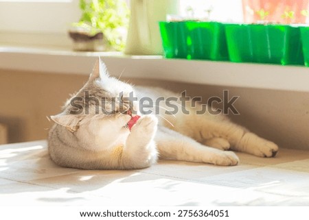 The cat washes itself on the table near the sunny window.