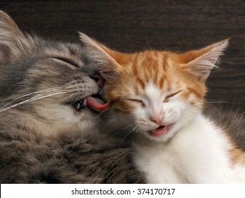 Cat Washes Language Of A Small Kitten. Portrait Of A Big Cat. Lovely, Loving Relationship, Care And Love. Funny Cats