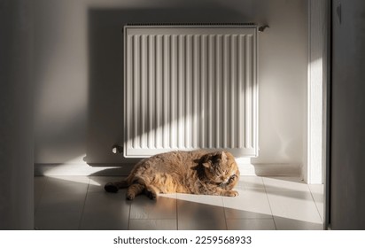 El gato se lava cerca de un radiador caliente. Un radiador de calefacción de panel de acero se coloca bajo el umbral de la ventana en una pared blanca.