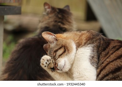 猫 顔 洗う の画像 写真素材 ベクター画像 Shutterstock