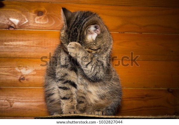 Cat Washing His Face Stock Photo Edit Now 1032827044