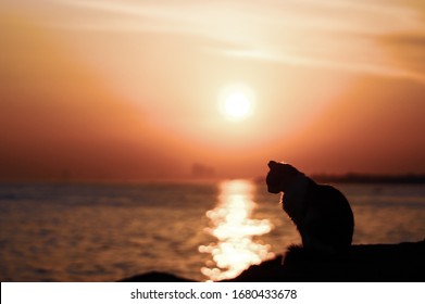 Cat Watches The Sun Rise