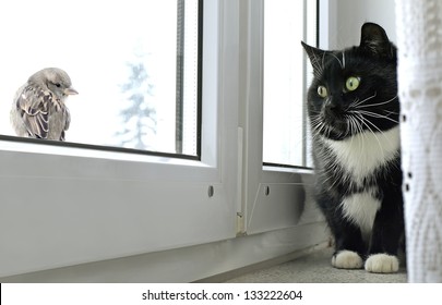 Cat watching bird on the window