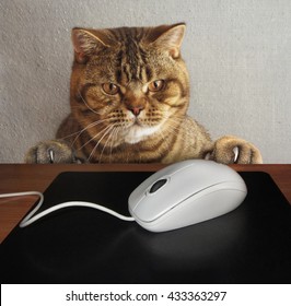 A cat is watching a computer mause. Maybe he want to eat it.