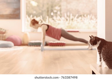 Cat Watching His Female Owner Practicing Yoga At Home