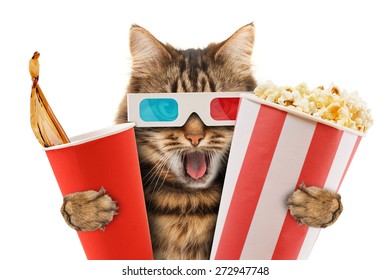 Cat Watching A Movie