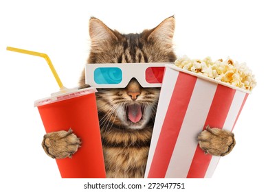 Cat Watching A Movie