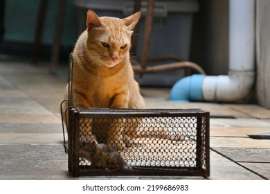 Cat Watching A Rat In Mouse Trap