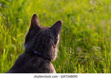 cat watching something and showing the camera her back