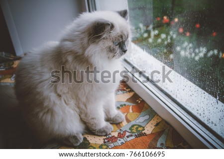 Cat watching spring rain and wind. Indoor portrait of pet.  Cat predict weather. Himalayan blue point grey and white breed.