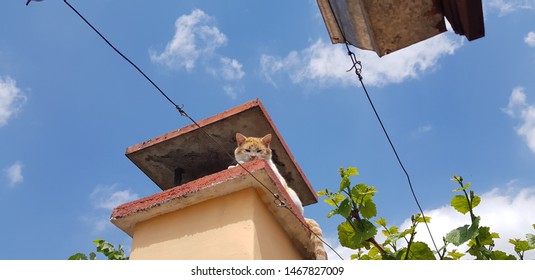 Cat watching from the top of the chimney. - Shutterstock ID 1467827009