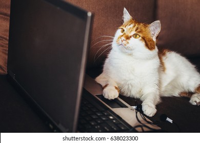 Cat Watching Video On Laptop
