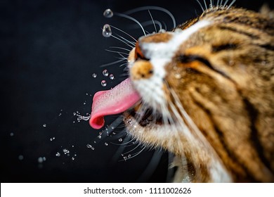 Cat Water Drink