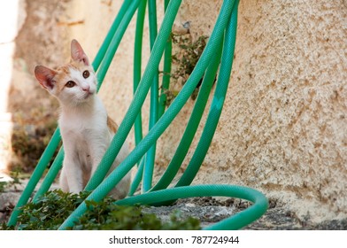 Cat With Water Hose