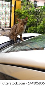 Cat Watiching Me Carefully Above My Car Dash Board