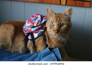 Cat Wearing A Back Pack At The Shelter