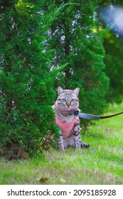 Cat Wearing Clothes On The Grass