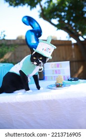 Cat Wearing Costume At Cat Birthday Party 