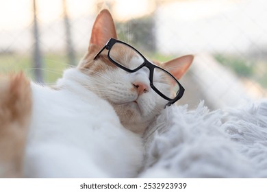 Cat wearing glasses sleeping on the windowsill - Powered by Shutterstock