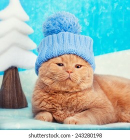 Cat Wearing Hat Lying At Christmas Background
