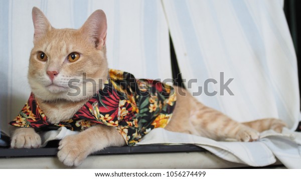 Cat Wearing Hawaii Tshirt Stock Photo Edit Now 1056274499