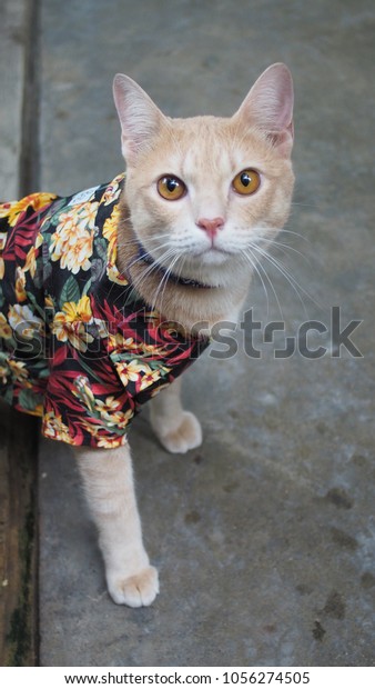 cat wearing t shirt