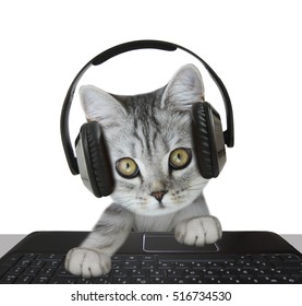 Cat Wearing Headphones Stock Photo 516734530 | Shutterstock