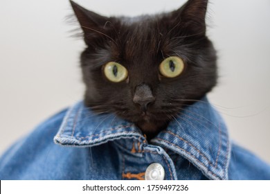Cat wearing jeans jacket. Black cat in clothes. The cat is dressed in clothes