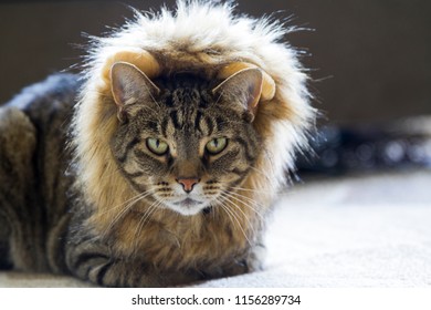 A Cat Wearing A Lion Costume For Halloween.