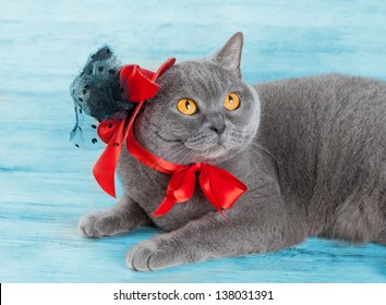 Cat Wearing Red Hat Lying On Blue Background