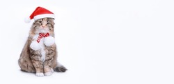 Cat Wearing Santa Hat For Christmas.
Cute Kitten In Festive Red Hat.
Adorable Feline With Santa Claus Hat.
Domestic Cat In Winter Holiday Attire.
Studio Shot Of Charming Kitten In Christmas Cap