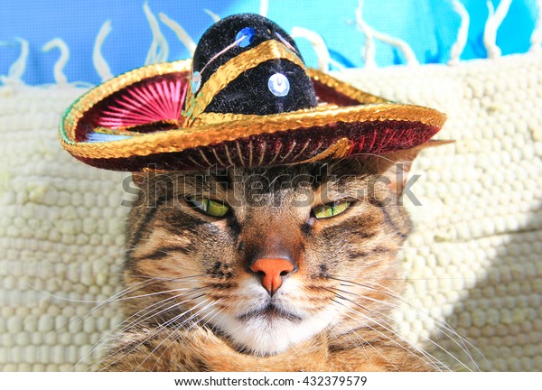 sombrero for cats