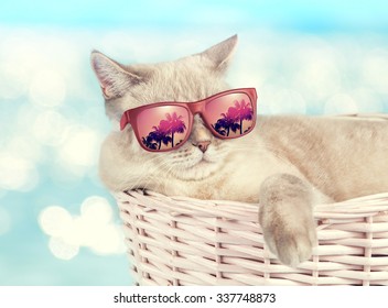 Cat wearing sunglasses relaxing in the basket against sea background