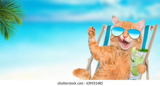 Benzer Closeup portrait of ginger cat wearing sunglasses and protective ...
