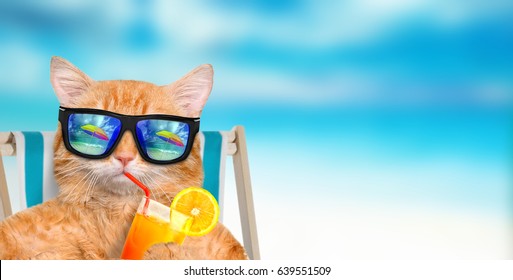 Cat wearing sunglasses relaxing sitting on deckchair in the sea background. 