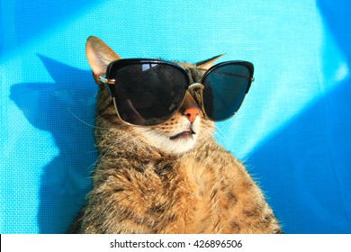 cat wearing sunglasses relaxing in the sun on vacation - summer holidays