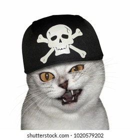 3,178 Pirate cat Images, Stock Photos & Vectors | Shutterstock