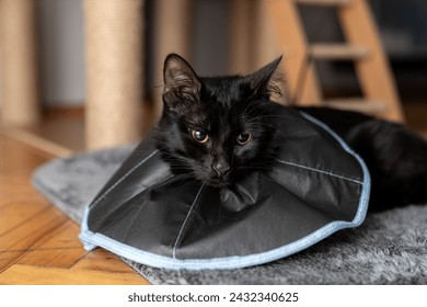 The cat wears a cone collar to protect and prevent licking the wound after sterilization. Neutering the male cat. Sick cat concept. wearing a transparent plastic Elizabethan collar, plastic cone