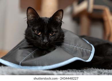 The cat wears a cone collar to protect and prevent licking the wound after sterilization. Neutering the male cat. Sick cat concept. wearing a transparent plastic Elizabethan collar, plastic cone