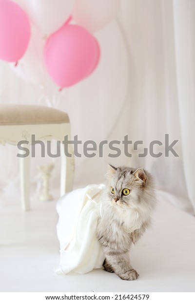 Cat Wedding Dress Stock Photo Edit Now 216424579