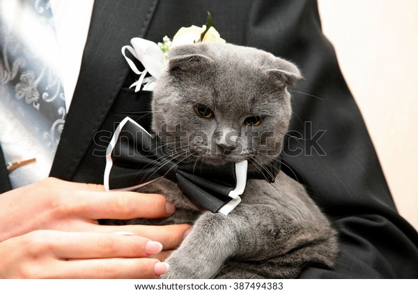 Cat Wedding Dress Hands Groom Closeup Stock Photo Edit Now 387494383