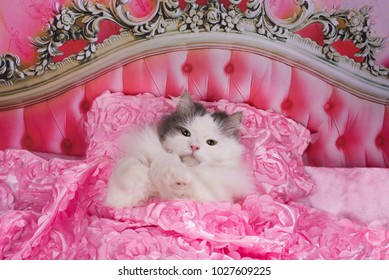 Cat Went Bed Pink Bed Stock Photo 1027609225 | Shutterstock