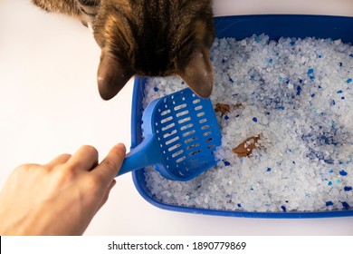The cat went to the toilet. Cat poop. Filler silicate gel. Blue tray and spatula.